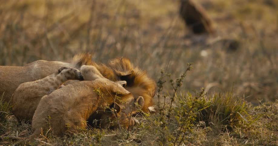 Two lion cubs play while lying with their pride on a field in the savanna during daytime