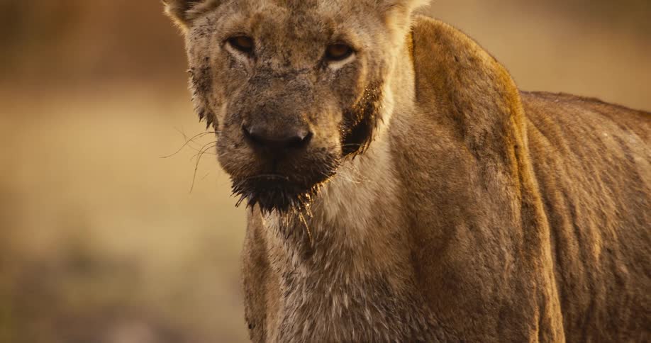 The lion has mud all over its mouth