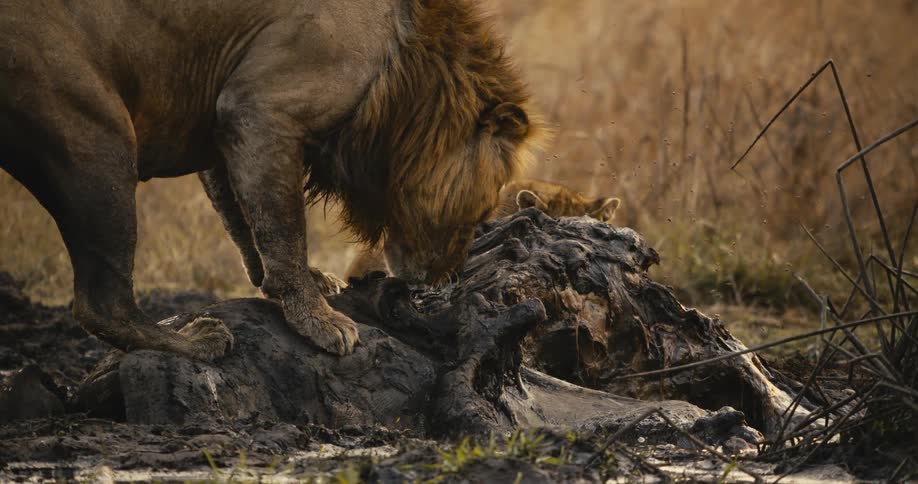 Lion and its cub inspect an animal carcass on the floor during daytime