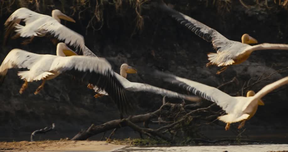 Several large white birds take flight from a shallow riverbank splashing water into the air