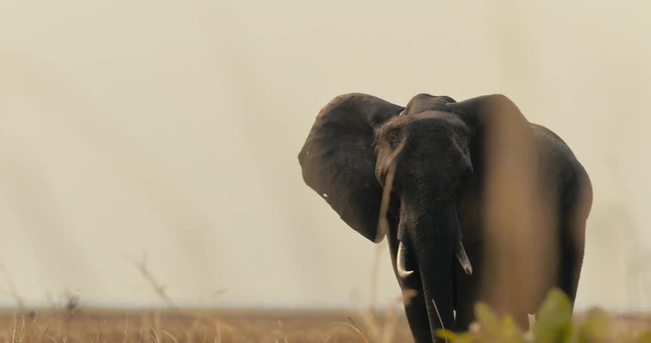An elephant walks through dry grassland