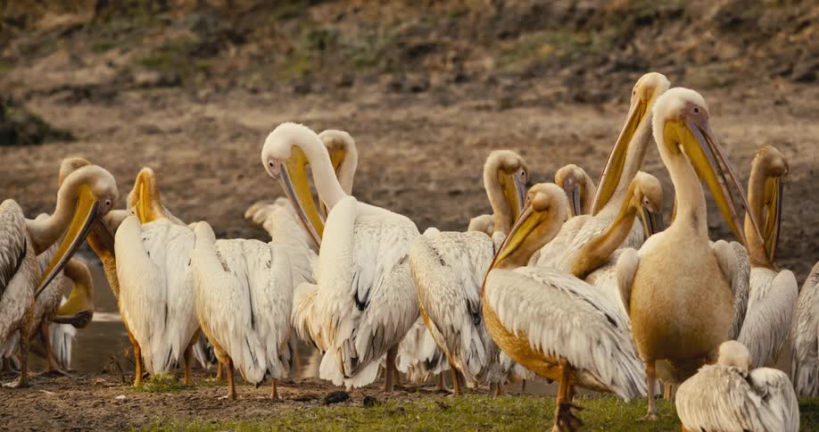 A group of pelicans gathers together on a riverbank around midday