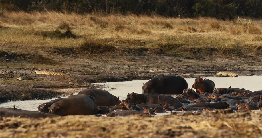 Cluster of hippos in a mud pond