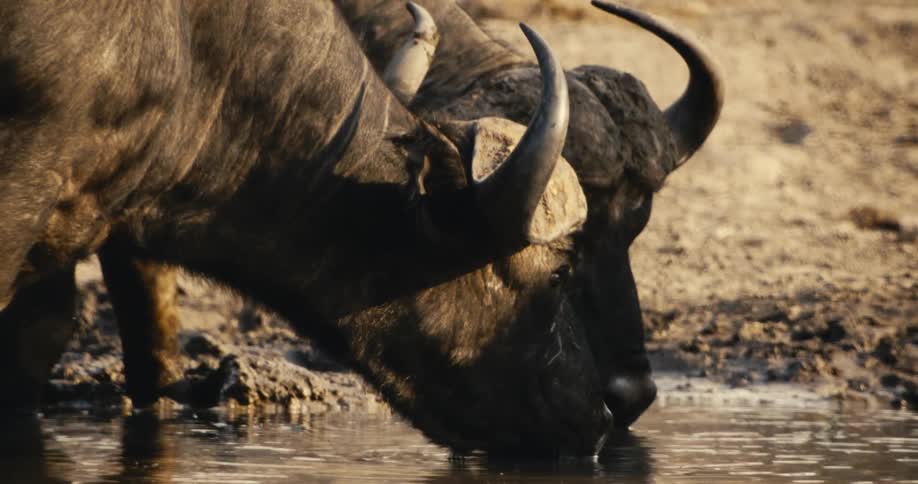 Two wild buffalo drink from a muddy watering hole under natural light