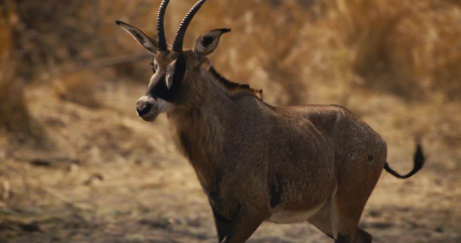 Roan antelope is running in the dirt