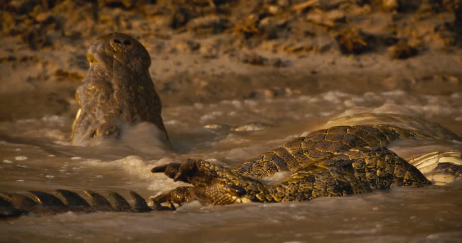 Crocodiles spin and splash in the water