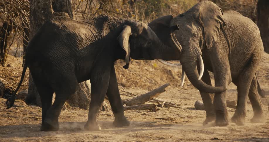Two elephants are locking tusks