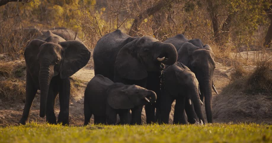 The elephants are drinking water together
