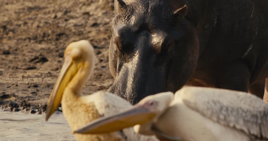 The hippo walks towards the pelicans