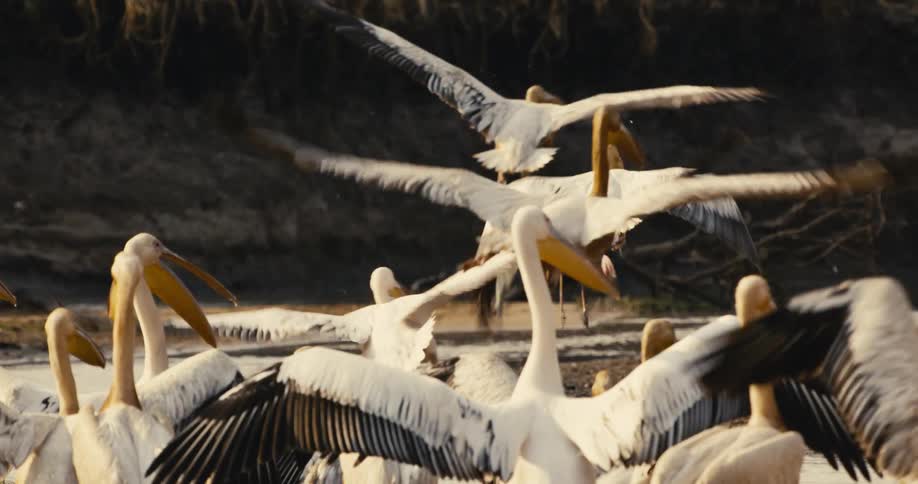 A group of pelicans gathers and flaps their wings near a riverbank