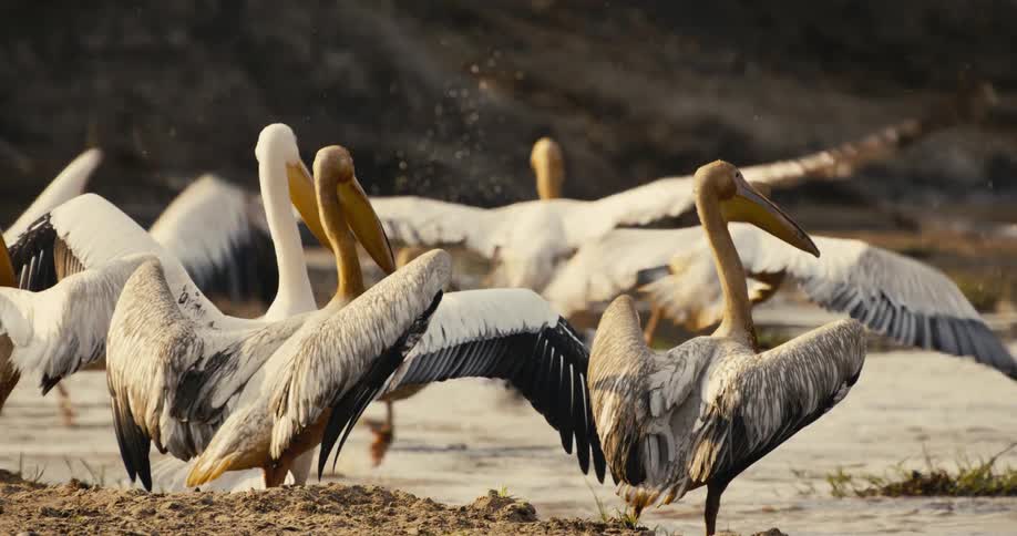 White pelicans gather and take flight from a shallow water area near the riverbank