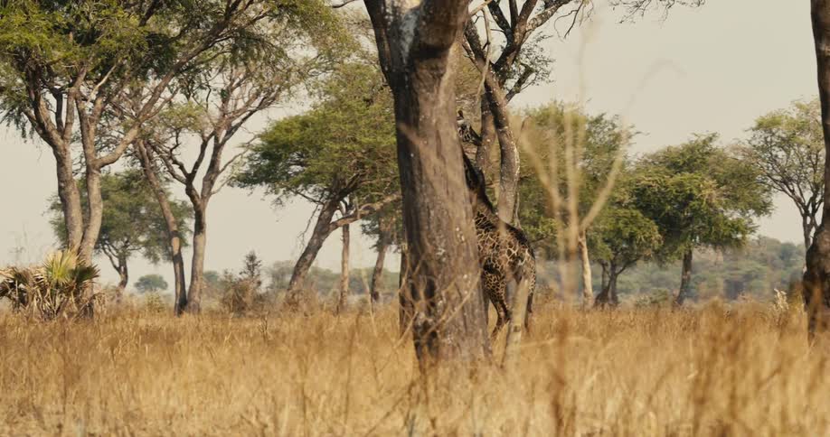 The giraffe walks past the trees