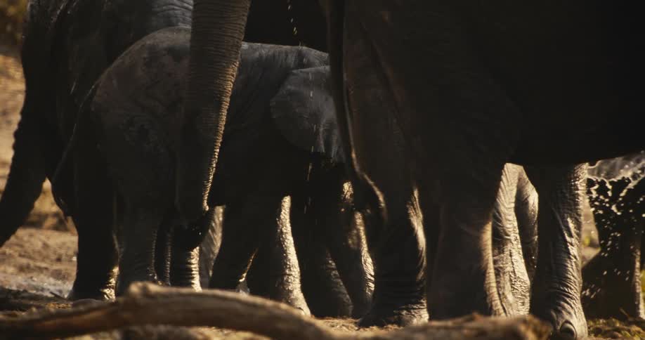 A young elephant is walking amongst the adults in the jungle