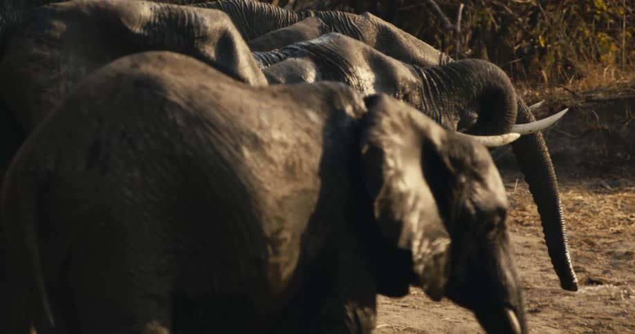 A group of wet elephants drink and throw water