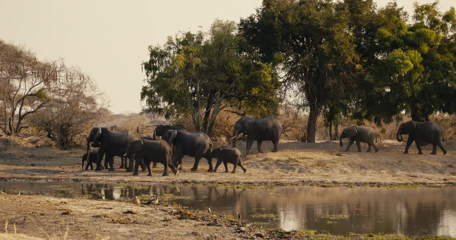 A herd of elephants walk past a pond