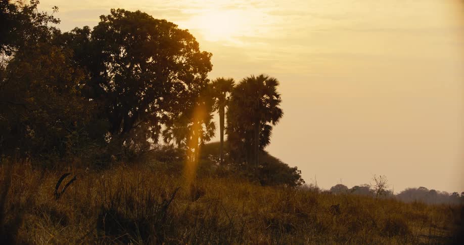 The sun sets behind a large tree