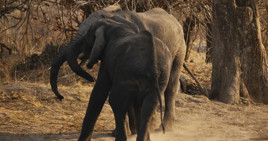A large elephant pushes another one