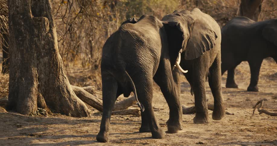 The elephants are fighting by the tree