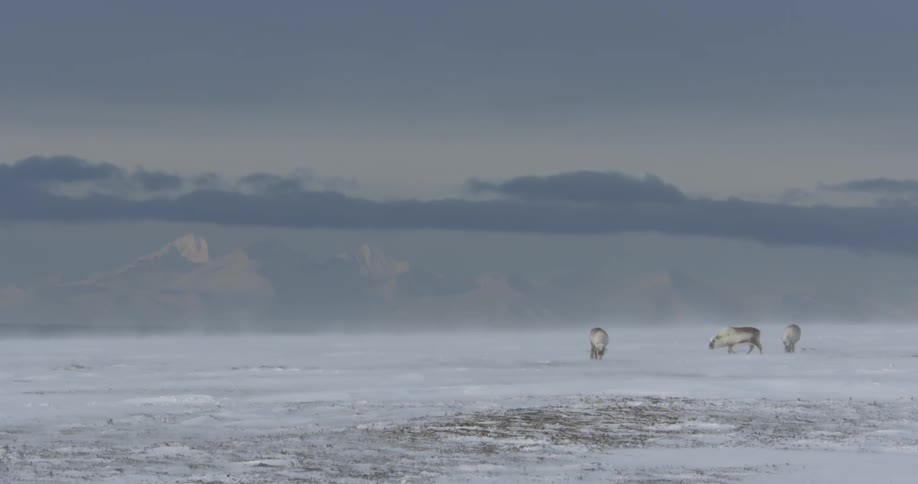 Deer graze in the tundra in a frozen landscape