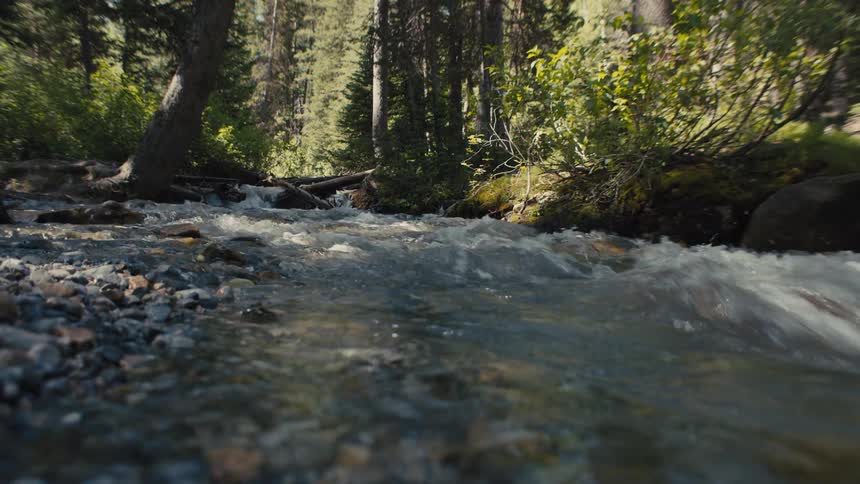 A river flows through a forrest
