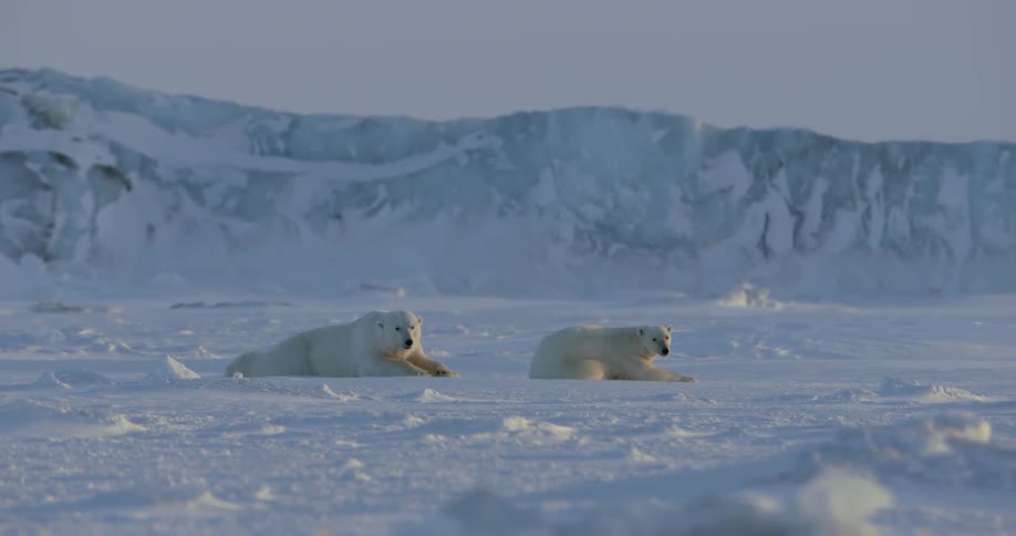 A couple of polar bears laying in the snow