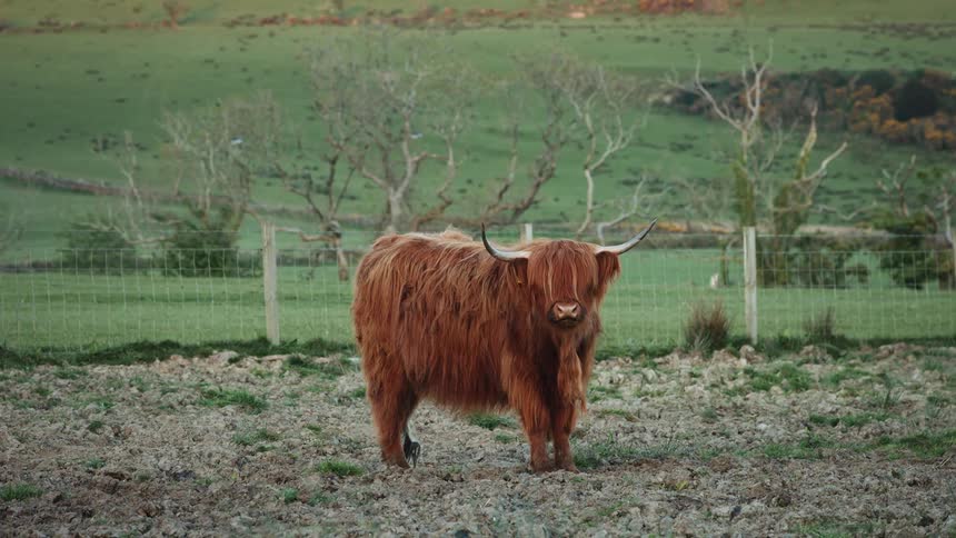 A highland cow stands on dry farmland in front of a fenced grassy field