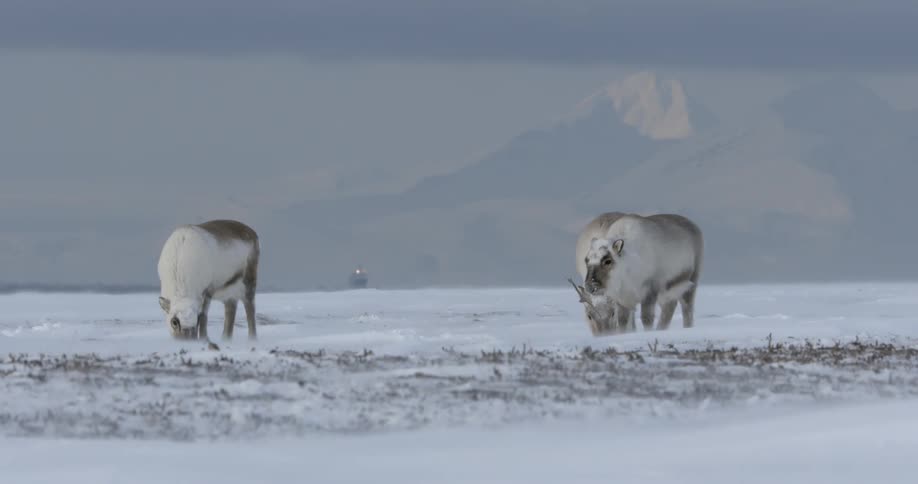 Two mammals stand on snowy plains