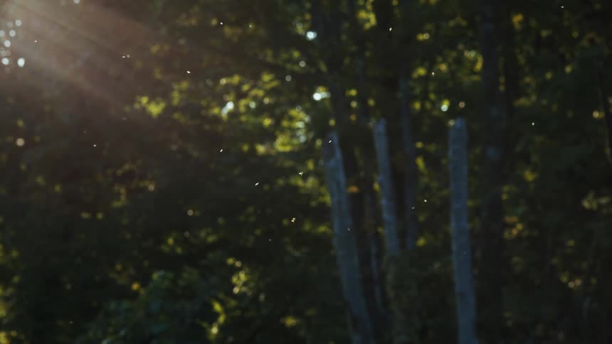 Small insects fly through sunlit forest air
