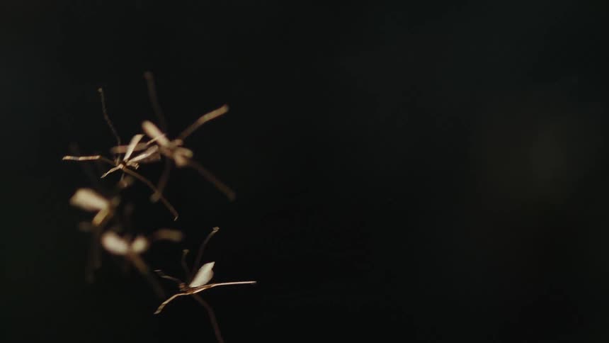 The crane flies bump into each other in the air as they try to mate