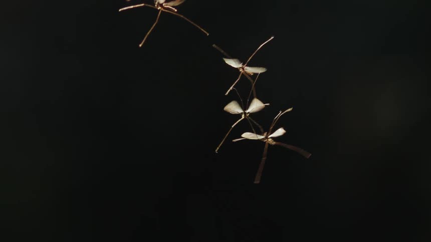 The insects hover together in the air as they try to mate