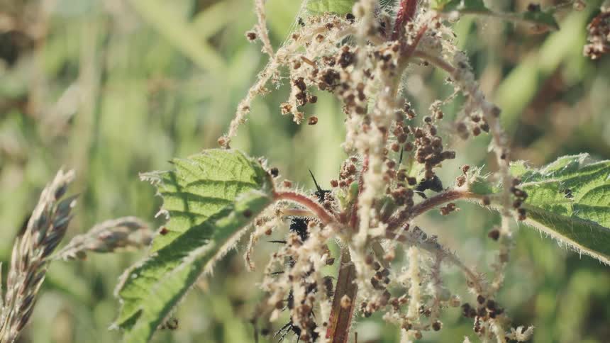 The insect crawls up the plant