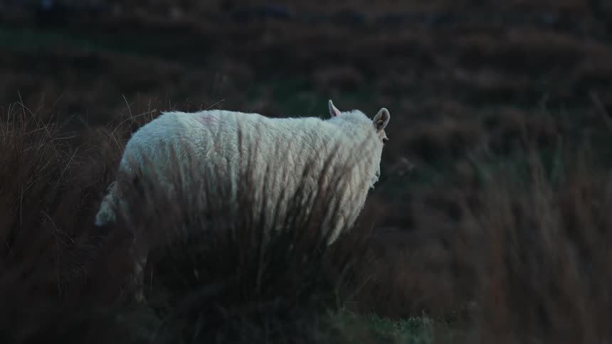 Sheep walking through a field
