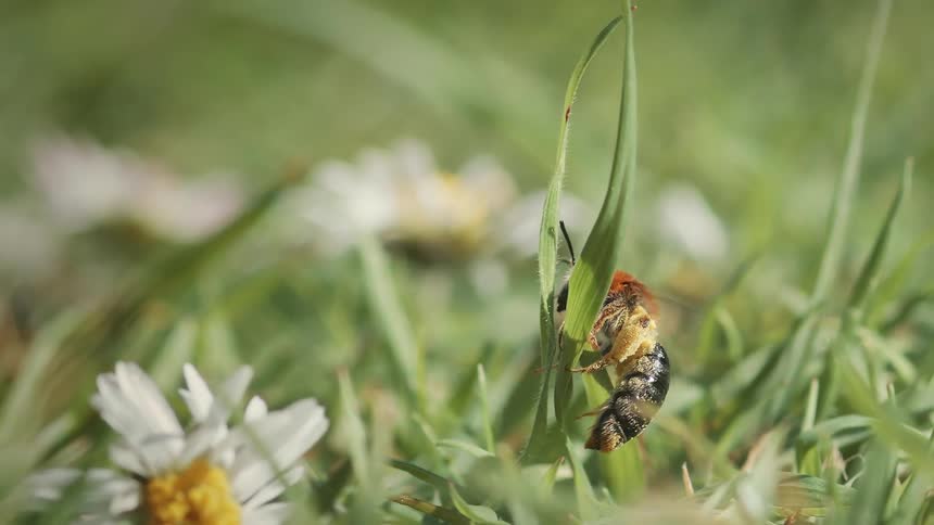 A bee is flying close to the grass and flowers in a meadow