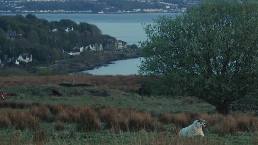 A lone sheep rests in a grassy field overlooking a coastal village and water body