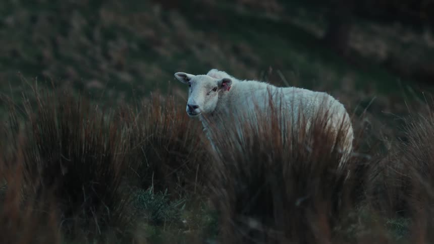 A white sheep is on the prairie