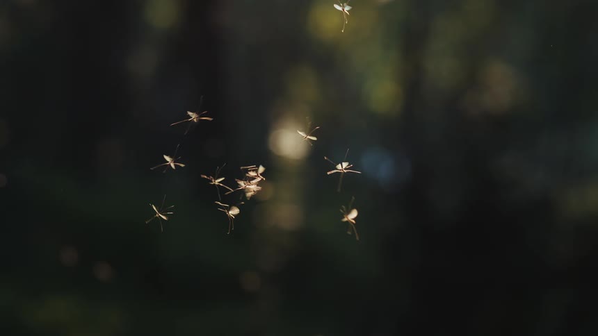 A swarm of tiny insects with translucent wings is illuminated by a beam of sunlight as they fly together against a dark blurry forest background