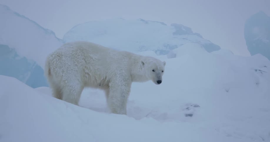 A polar bear walks backwards in the snow