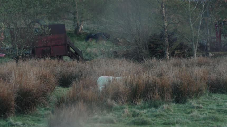 A mother sheep and her lamb emerge from tall dry grass and walk across a rural pasture with old farm equipment in the background