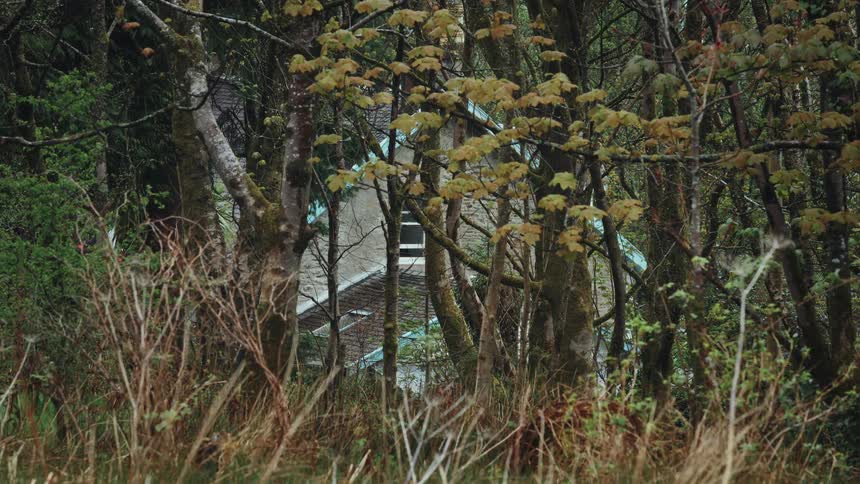 A secluded house or cabin is partially hidden behind trees in a dense forest setting