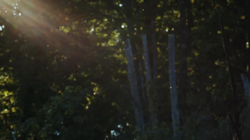 Sun reflection on greenish trees