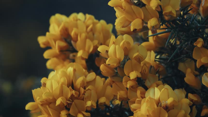 A cluster of vibrant yellow flowers fills the frame