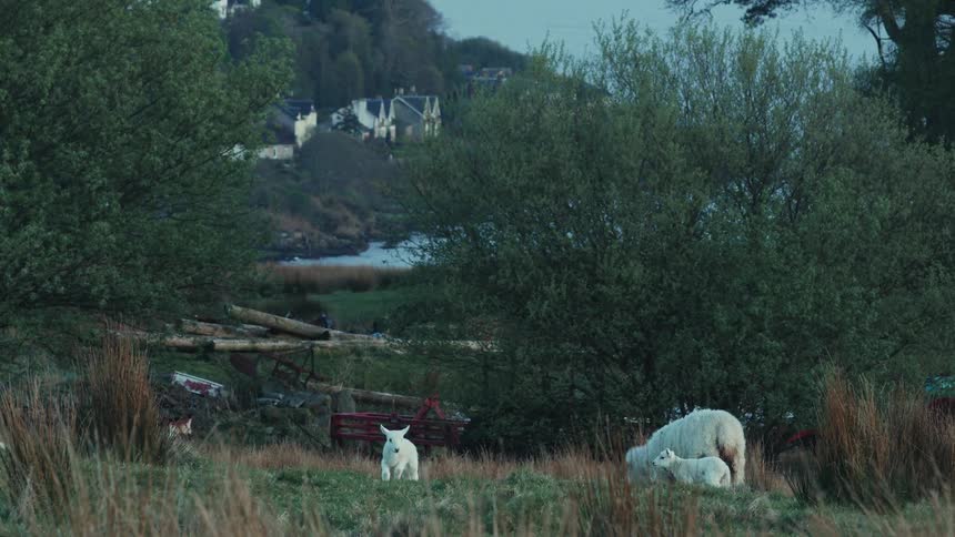 Lamb in scottish countryside