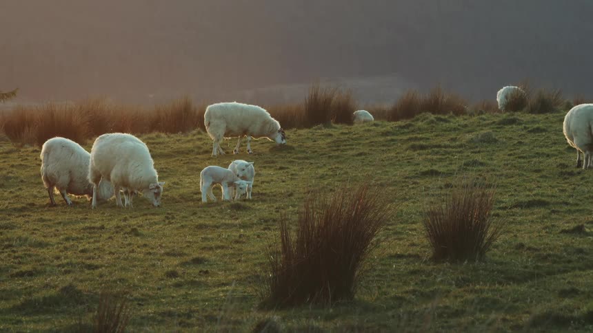 A lamb stands among grazing sheeps on a grassy field during sunset