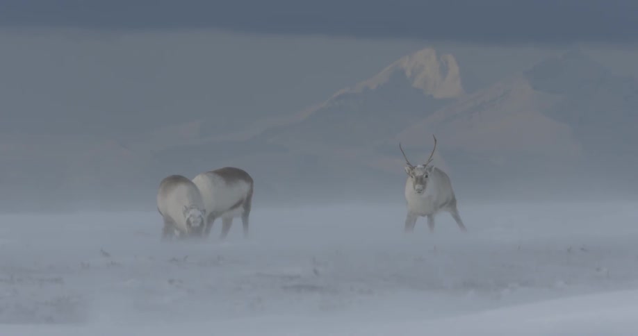 Three large animals with antlers in a snowy area with clouds and mountains in the background