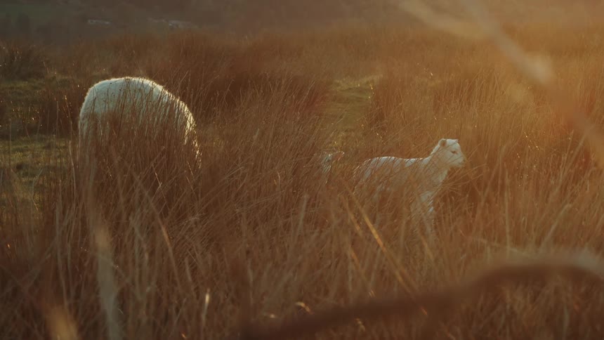 Two sheep stand in tall golden grass at sunset in a rural field