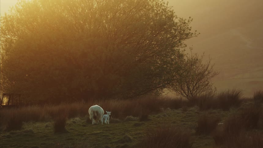 The sheep and lamb walk together towards the tree at sunset
