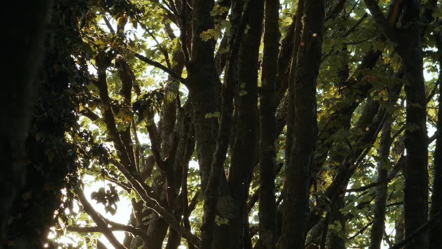 Sunlight filters through dense forest trees