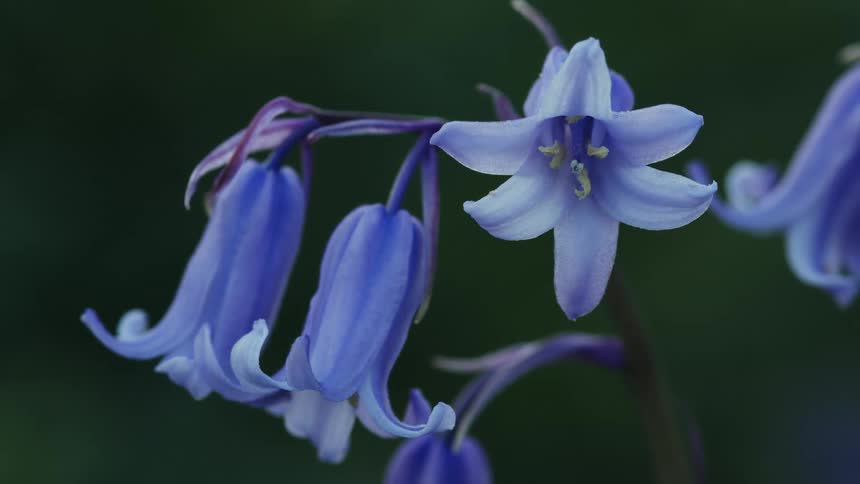 Blue and violet flowers against a greenish blurred background
