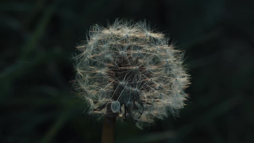 Close up of a dandelion flower