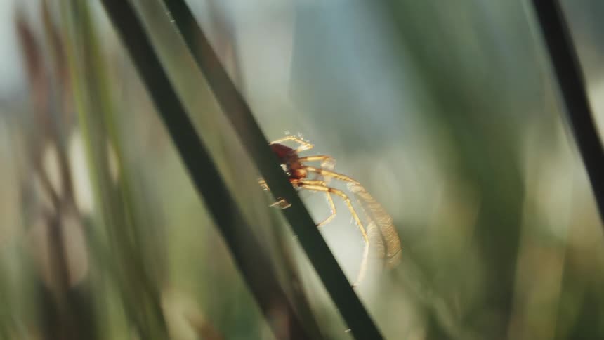 Close up of a brown spider sitting on a shaking slender leaf outdoors during daytime